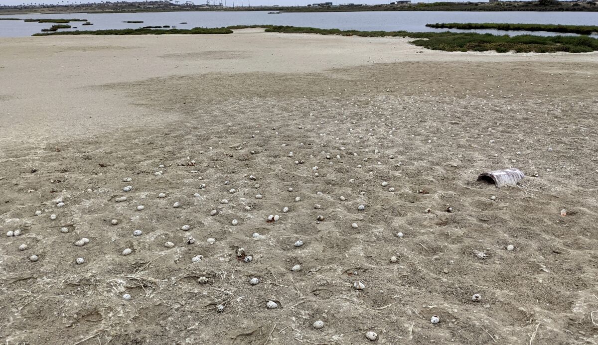 Some 1,500 to 2,000 elegant tern eggs recently abandoned at the Bolsa Chica Ecological Reserve