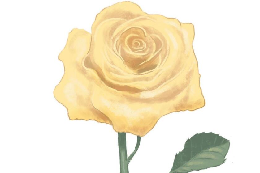 breen rose illustration