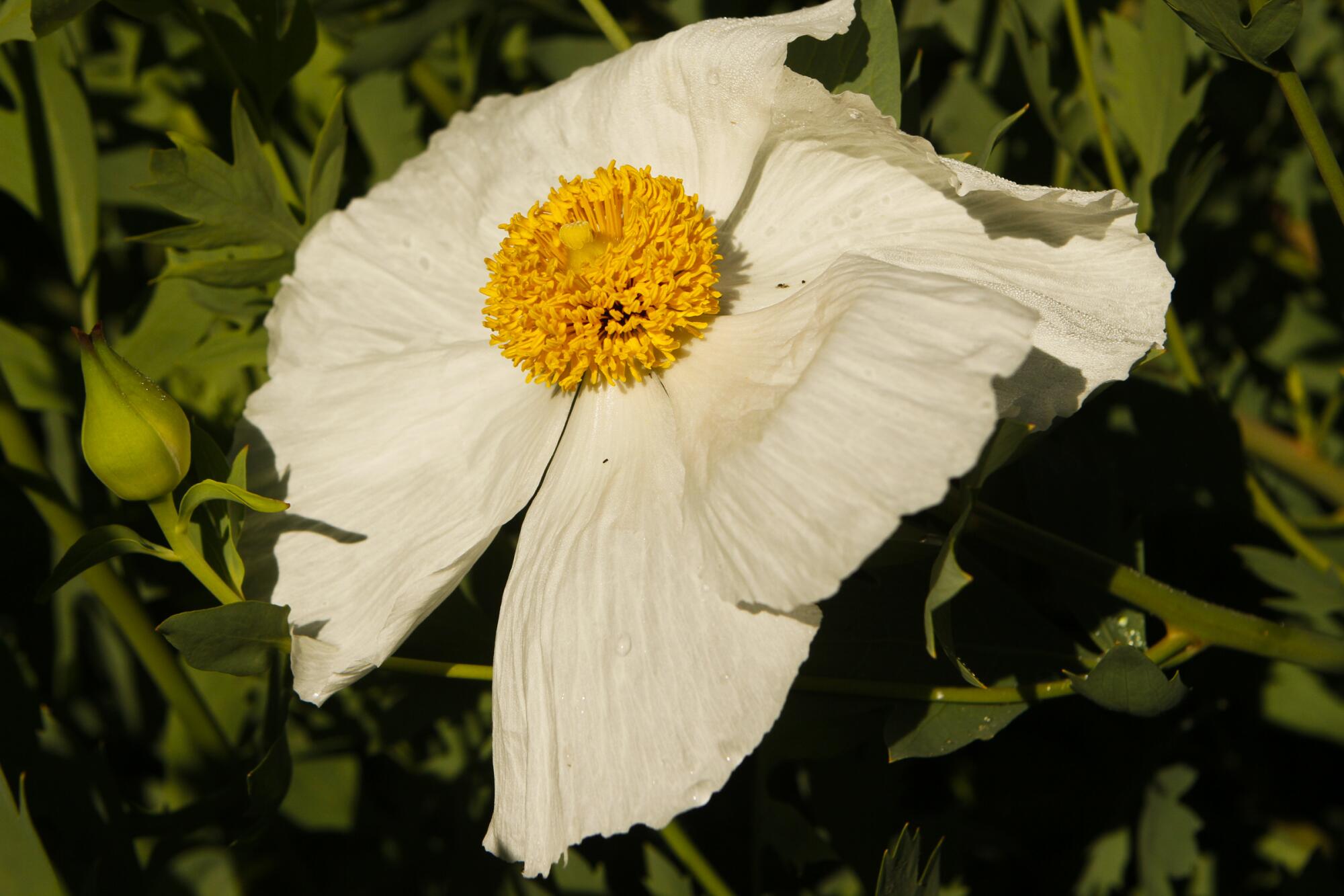 Matilija poppy with huge white crepe-papery petals around a yolk-colored center
