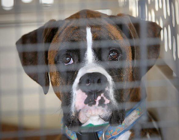 Dog in crate