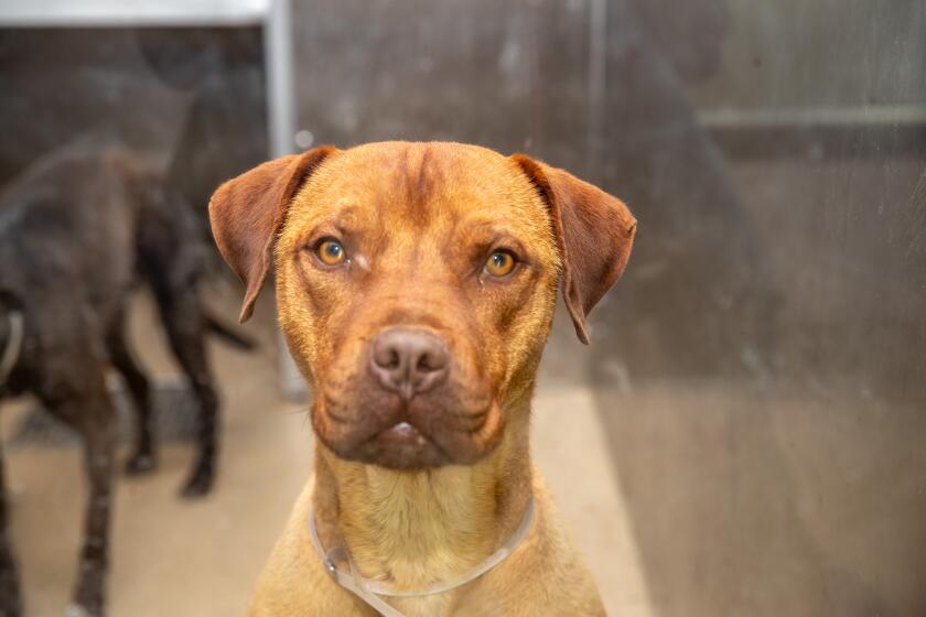 Palmdale, CA - June 29: Name: HONDO Age: 2 Years Breed: PIT BULL Color: BROWN Sex: NEUTERED MALE Available Date: 6/23/2023 Intake Date: 6/23/2023 Intake type: OWNER SUR Hold Type: Animal ID: A5563123 Kennel No: P1402 Microchip: 985141003988256 Dogs at Los Angeles County's Palmdale Animal Care Center on Thursday, June 29, 2023 in Palmdale, CA. (Brian van der Brug / Los Angeles Times)