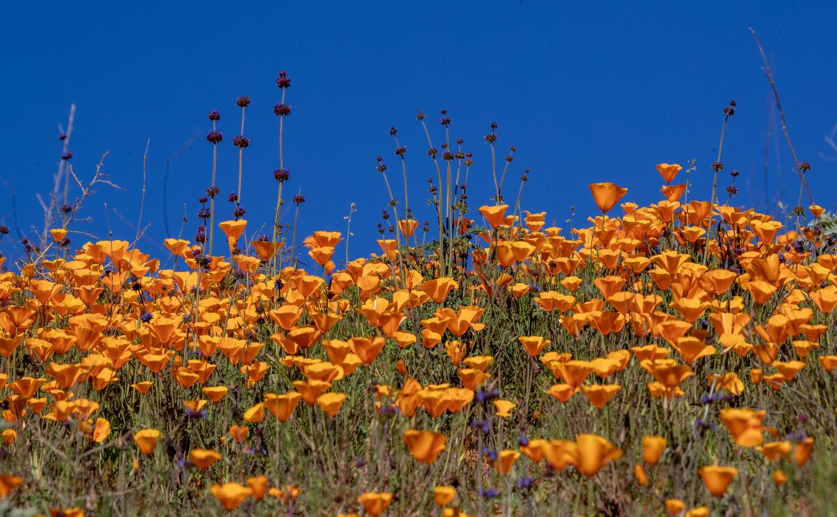 A close-up view of California Poppies blooming early this year on the upper slopes of Walker Canyon in Lake Elsinore.