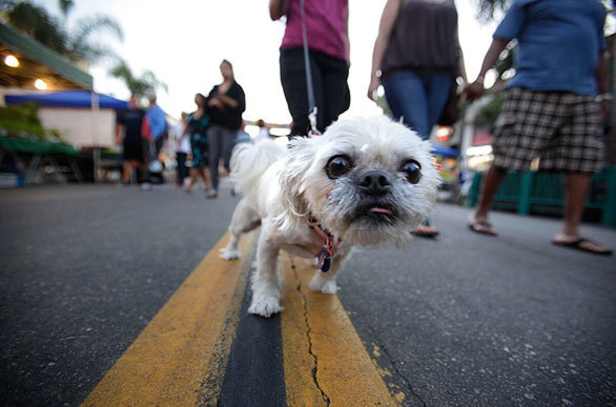 Six-year-old Jazzy strolls along Main Street with her owner in downtown Huntington Beach on Sept. 22, 2009, during Tuesday night Surf City Nights. Dogs are no longer welcome to walk along the street near the food vendors at the weekly Surf City Nights, a move that is causing howls of outrage.