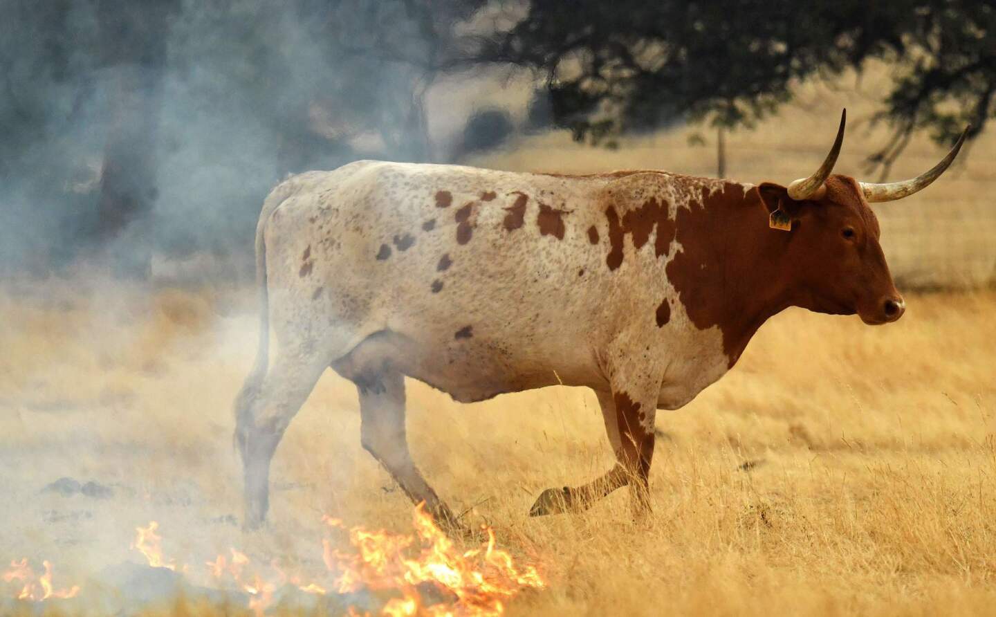A cow walks through a burning pasture in Guinda. The latest blaze, the County fire, sparked in Yolo County has burned 44,500 acres.