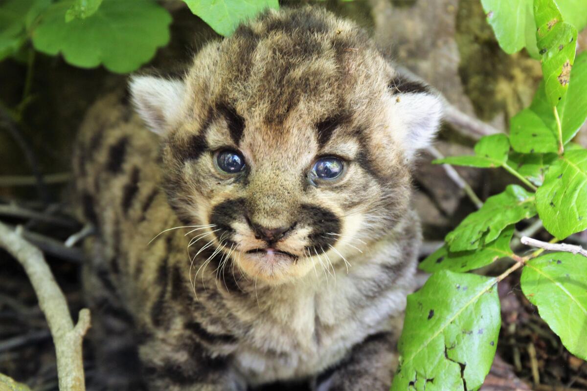A female mountain lion kitten