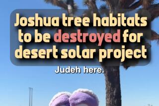 Judeh in the Mojave desert with title