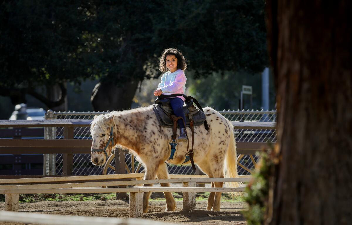 A little girl rides a spotted pony.