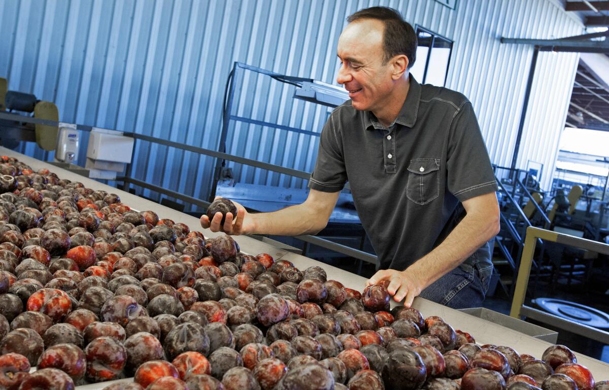 Dan Gerawan, president of Gerawan Farming, inspects plums at his processing plant near Reedley, Calif.