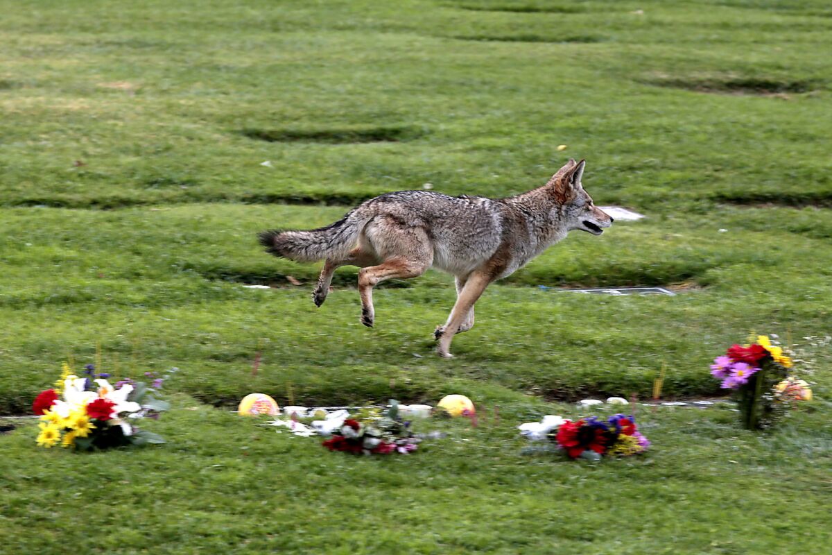 A bold coyote trots past food-laden graves at Rose Hills. Backed by a mountain and flanked by hills, the cemetery boasts a "protective" orientation in which the hills and mountain represent guardian animals such as tigers, roosters and dragons.