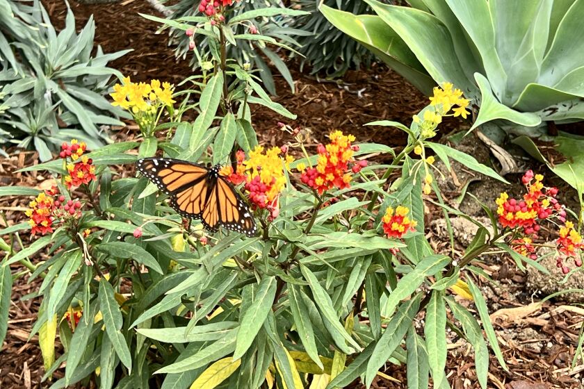 The monarch butterfly garden at White Sands La Jolla is part of the residents' efforts to save the endangered insect.