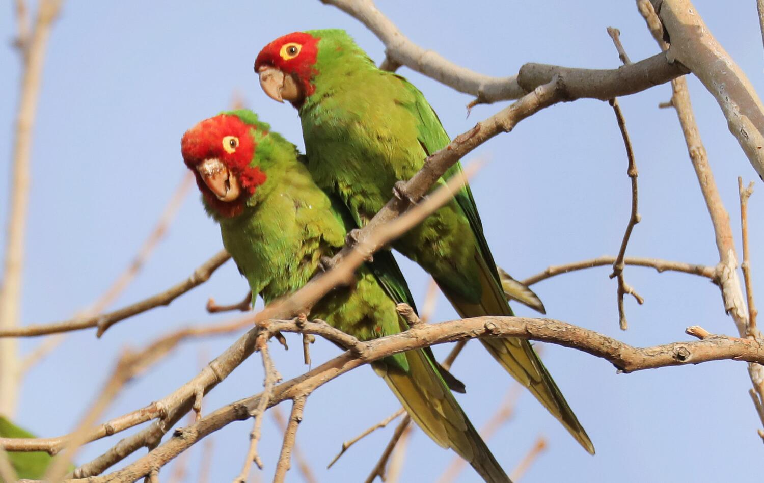 Threatened in their homeland, feral Mexican parrots thrive on L.A.'s exotic landscaping