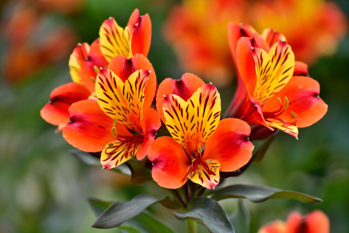 The flower Alstroemeria, also called the Peruvian lily.