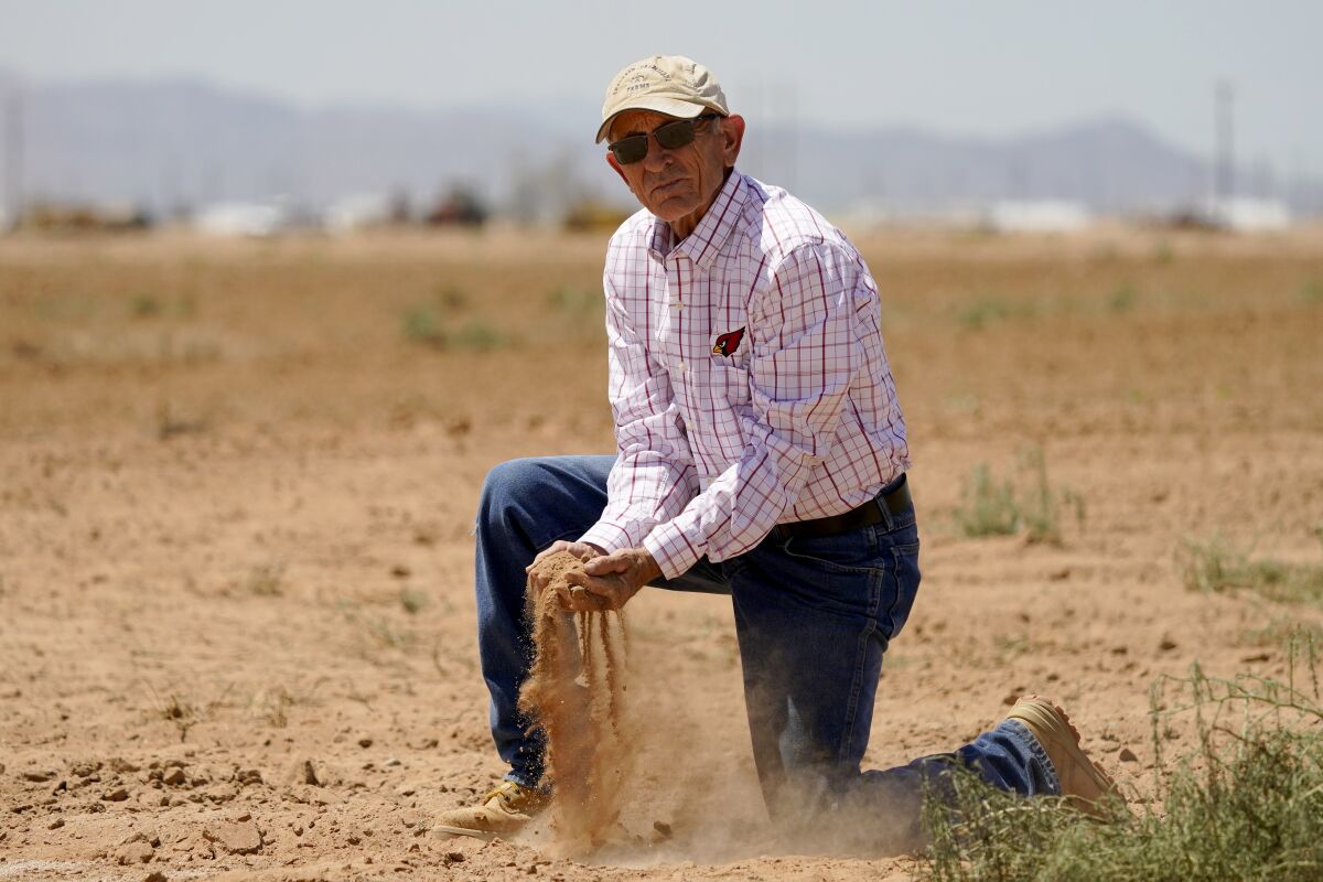 Kelly Anderson shows how dry one of his fields is, Thursday, Aug. 18, 2022, in Maricopa, Ariz. Anderson grows specialty crops for the flower industry and leases land to alfalfa farmers whose crops feed cattle at nearby dairy farms. He knows what's at stake as states dither over cuts and expects about half of the area will go unplanted next year, after farmers in the region lose all access to the river. (AP Photo/Matt York)