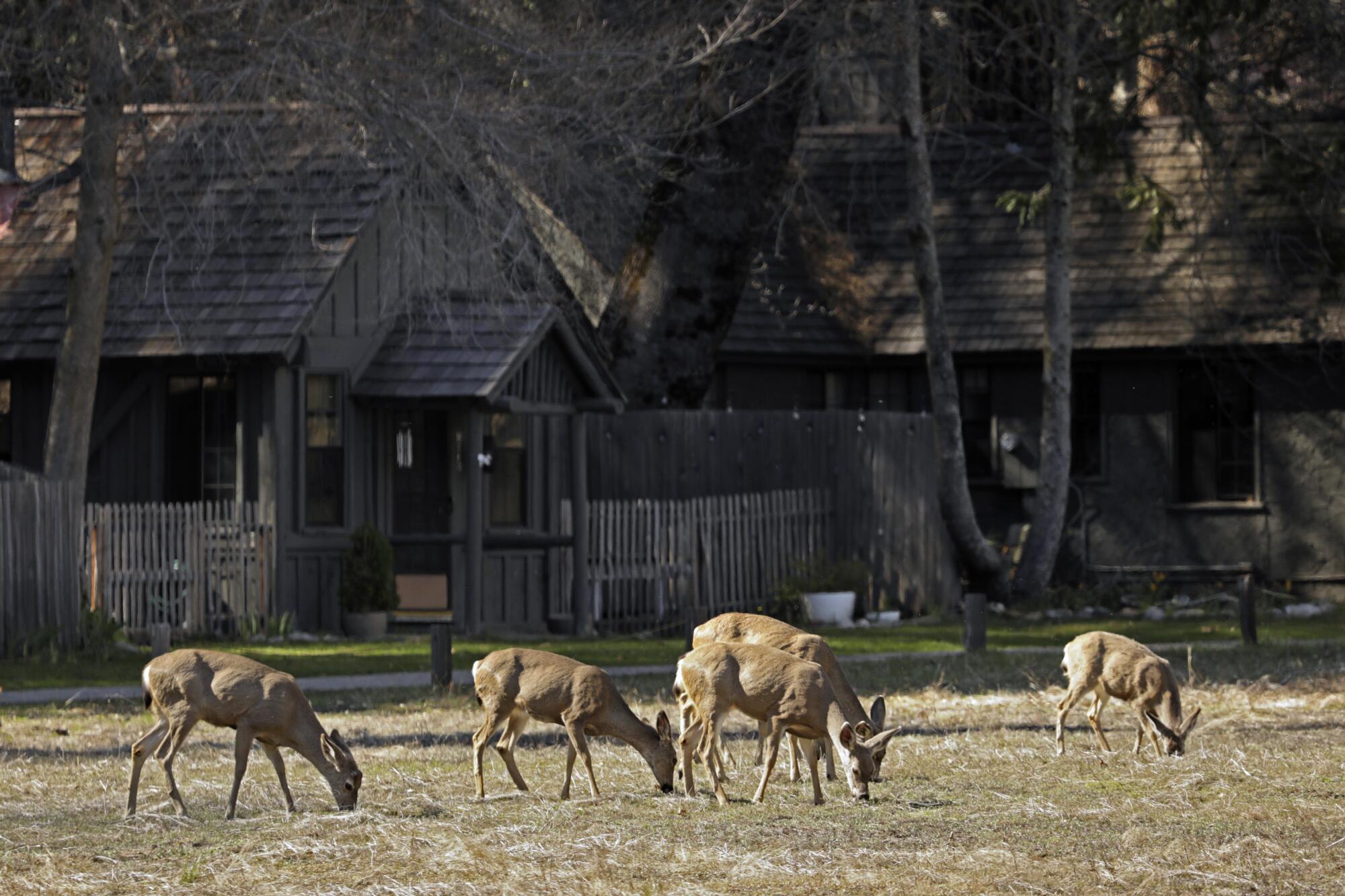 Deer feed in Yosemite Valley