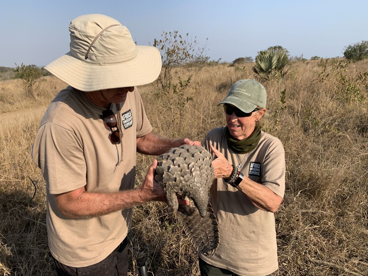 Lisa Walker, right, with her husband, Cardon, handle a pangolin while volunteering recently at an animal reserve in South Africa.