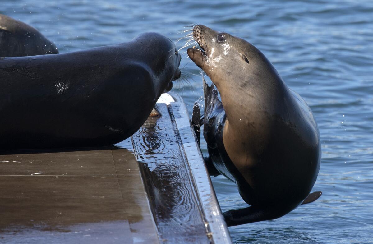 A sea lion gets pushed into the water while fighting for a prime resting spot on a dock