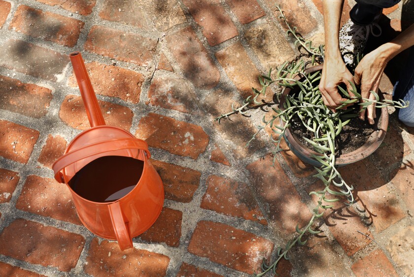   Zan Dubin-Scott using shower water on her potted plants