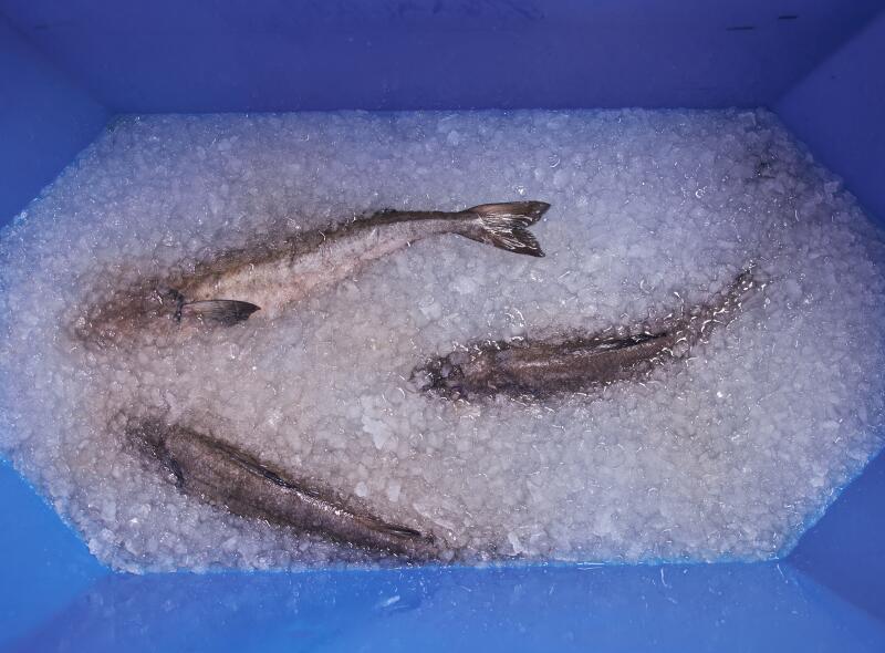 Black Cod sit in ice after being put through Poseidon.