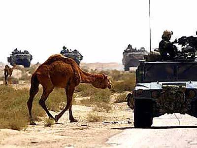 A camel attempts to cross the road as a convoy of U.S. military vehicles rolls through the desert on its way to Baghdad.