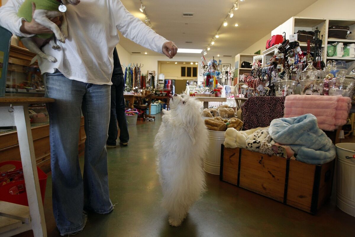 Petco said it would stop selling dog and cat treats made in China. Above, a dog gets a treat at a Los Angeles pet store in 2010.