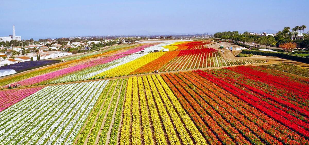Carlsbad's The Flower Fields in peak bloom. In April, the city of Carlsbad will launch its fourth-annual Petal to Plate promotion where local hotels, restaurants and spas will offer flower-themed food, cocktails, therapies and events.