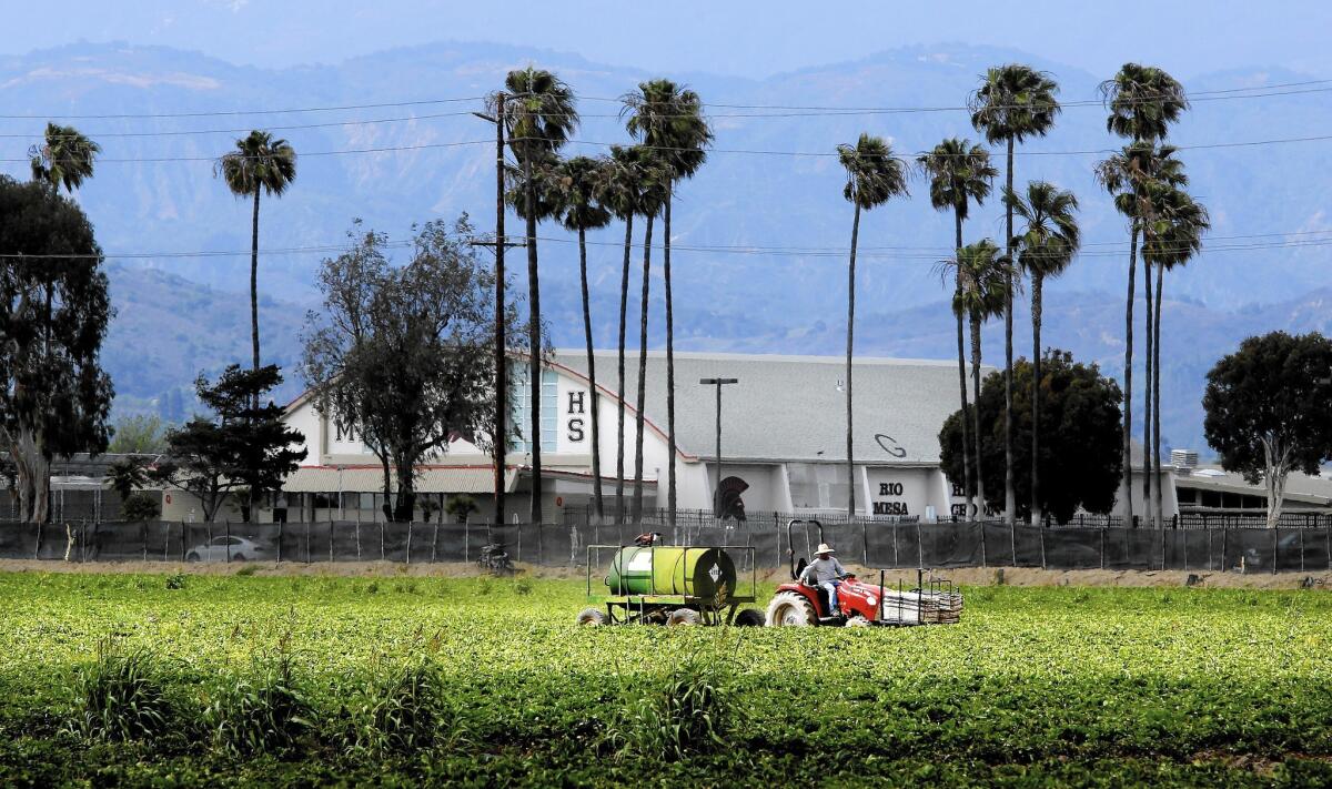 A worker drives a tractor in a strawberry field across the street from the gym at Rio Mesa High School in Oxnard, in background. The school is surrounded by strawberry fields.