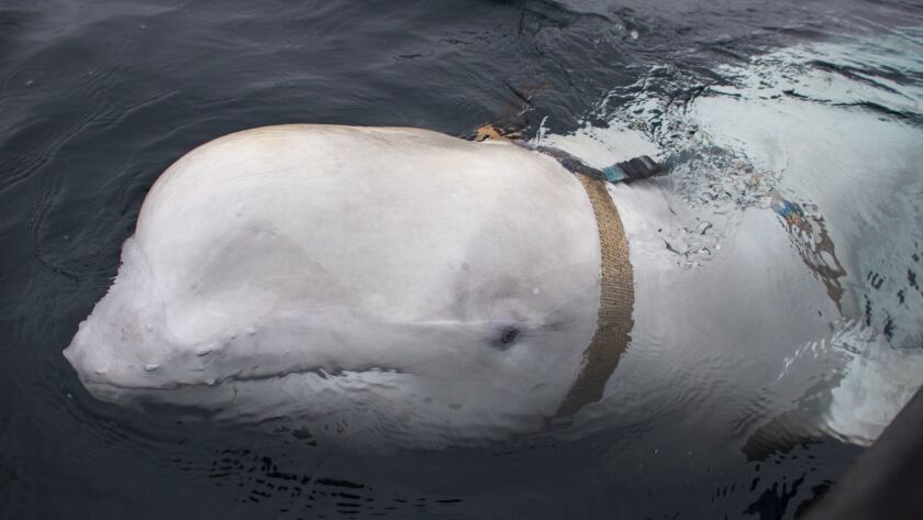 A beluga whale swims next to a fishing boat in Norway. Fishermen later removed the tight harness.