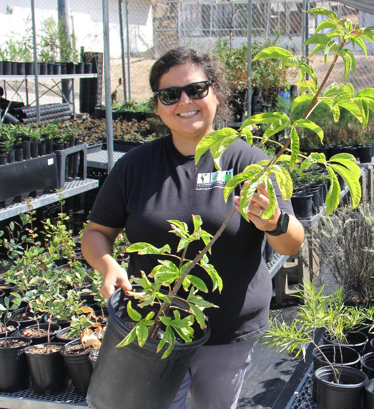 A smiling woman, Amanda Bashir Chaves, holds up a potted California buckeye sapling with bright green leaves.