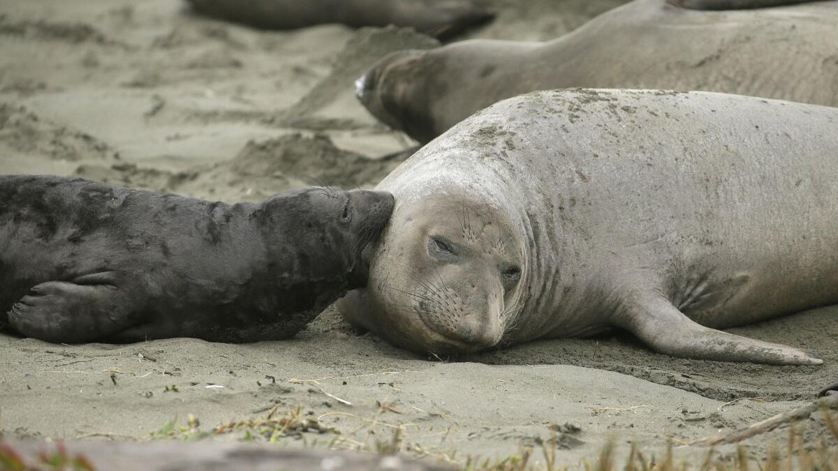 Elephant seals and their pups occupy Drakes Beach in Point Reyes National Seashore on Feb. 1. Another influx of the marine mammals this week has restricted access to the beach for humans.