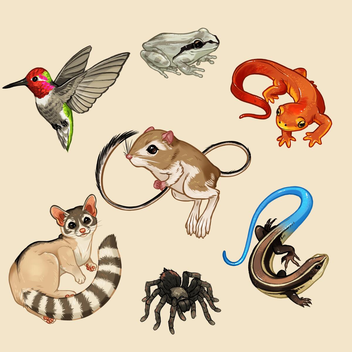 Illustration of small animals.