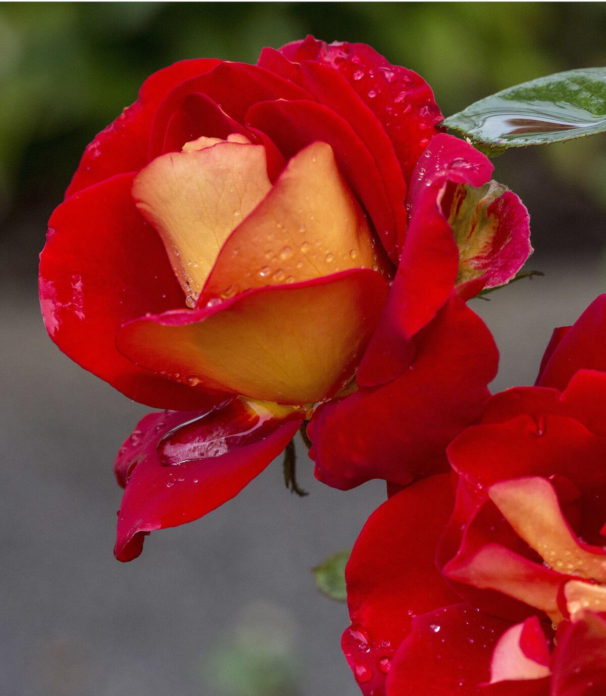 Detail image of the 'Ketchup and Mustard' rose. (Ricardo DeAratanha / Los Angeles Times)