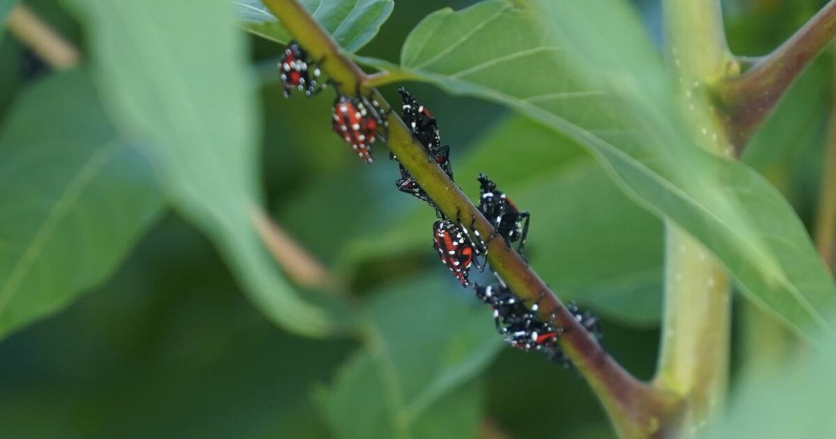 Eggs of grapevine-gobbling insect snagged en route to California. Are vineyards at risk?