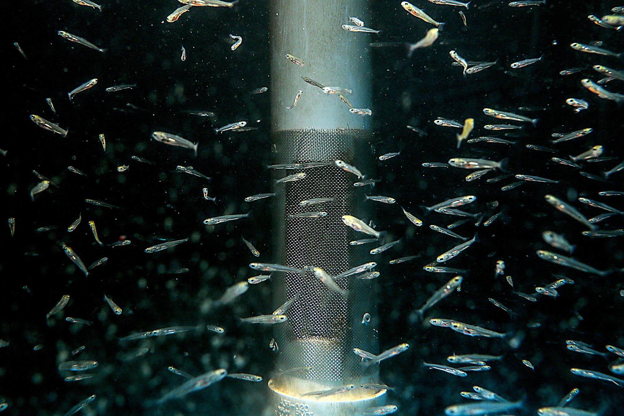 June 9: Endangered sucker fish swim near a metal column