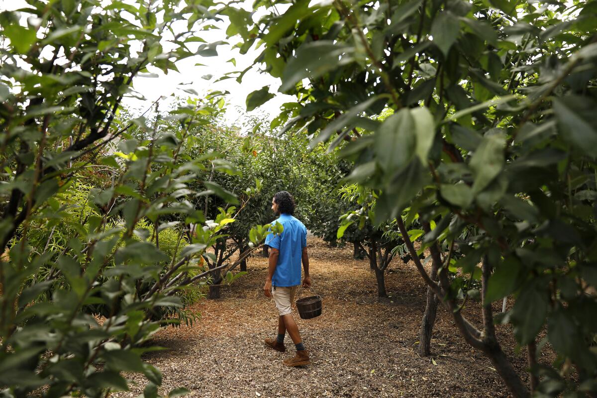 Rishi Kumar walks through a variety of trees including plums, peaches, apricots and nectarines.
