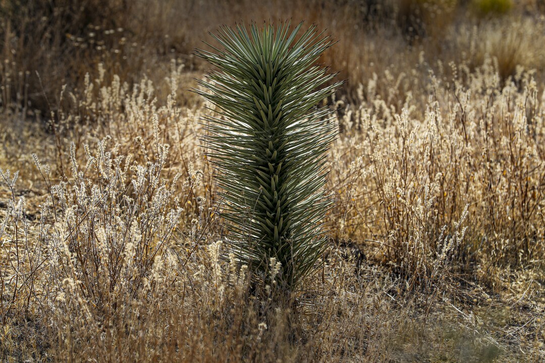  A Joshua tree grows in an area that burned in the 2005 Hackberry Complex fire.