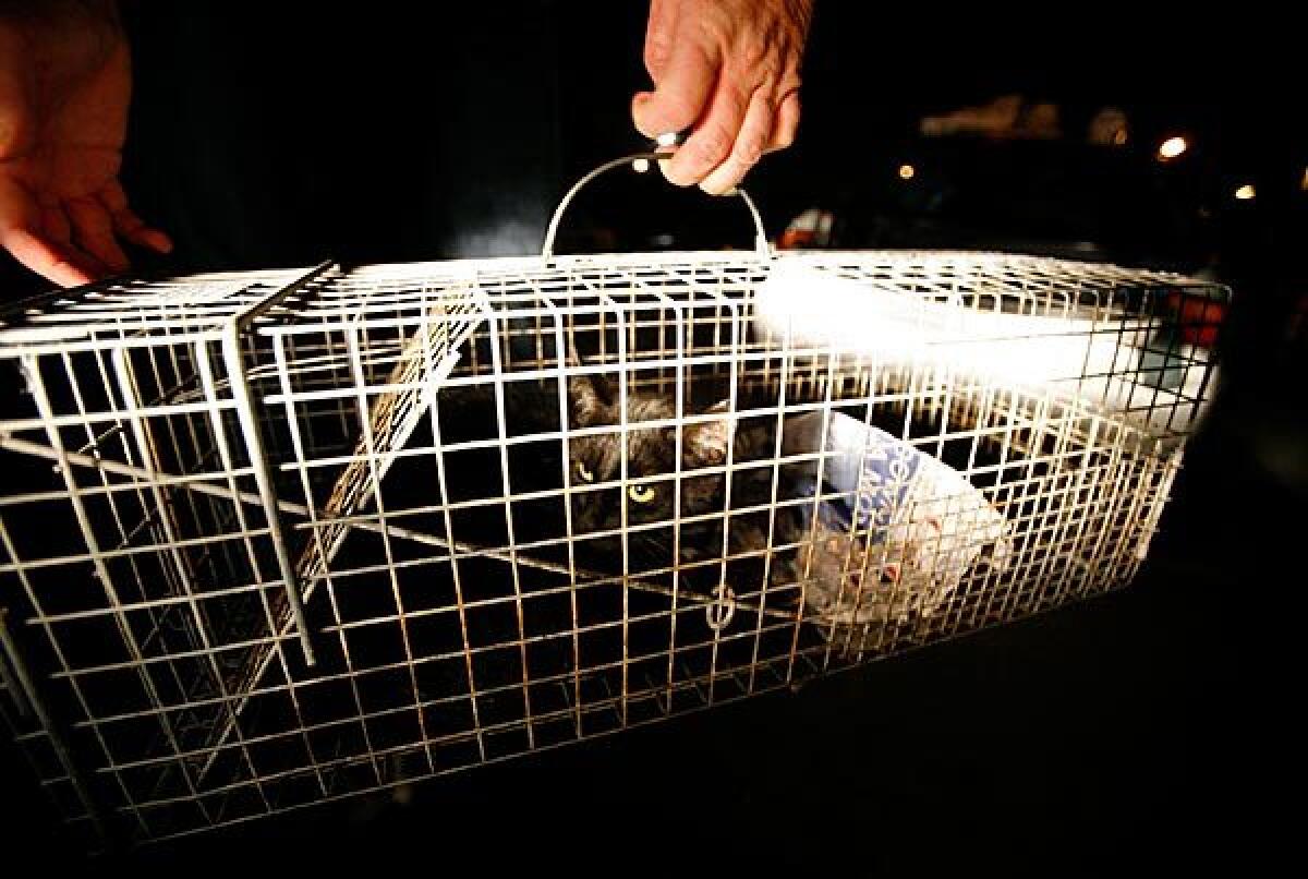 Programs that trap, neuter and release feral cats aren't curealls.