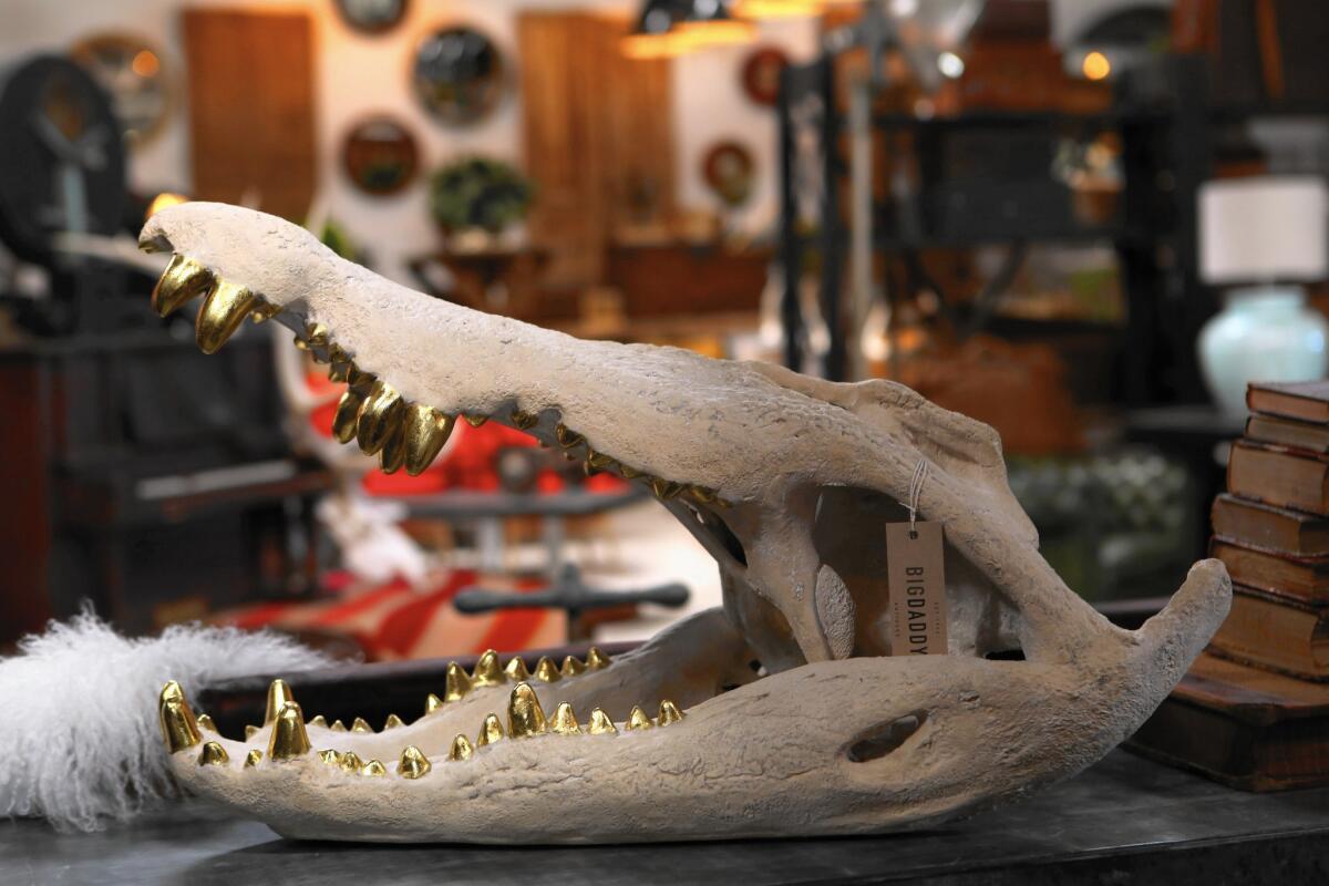 A crocodile skull with gold teeth, one of the offbeat items at Big Daddy’s, sells for $525.