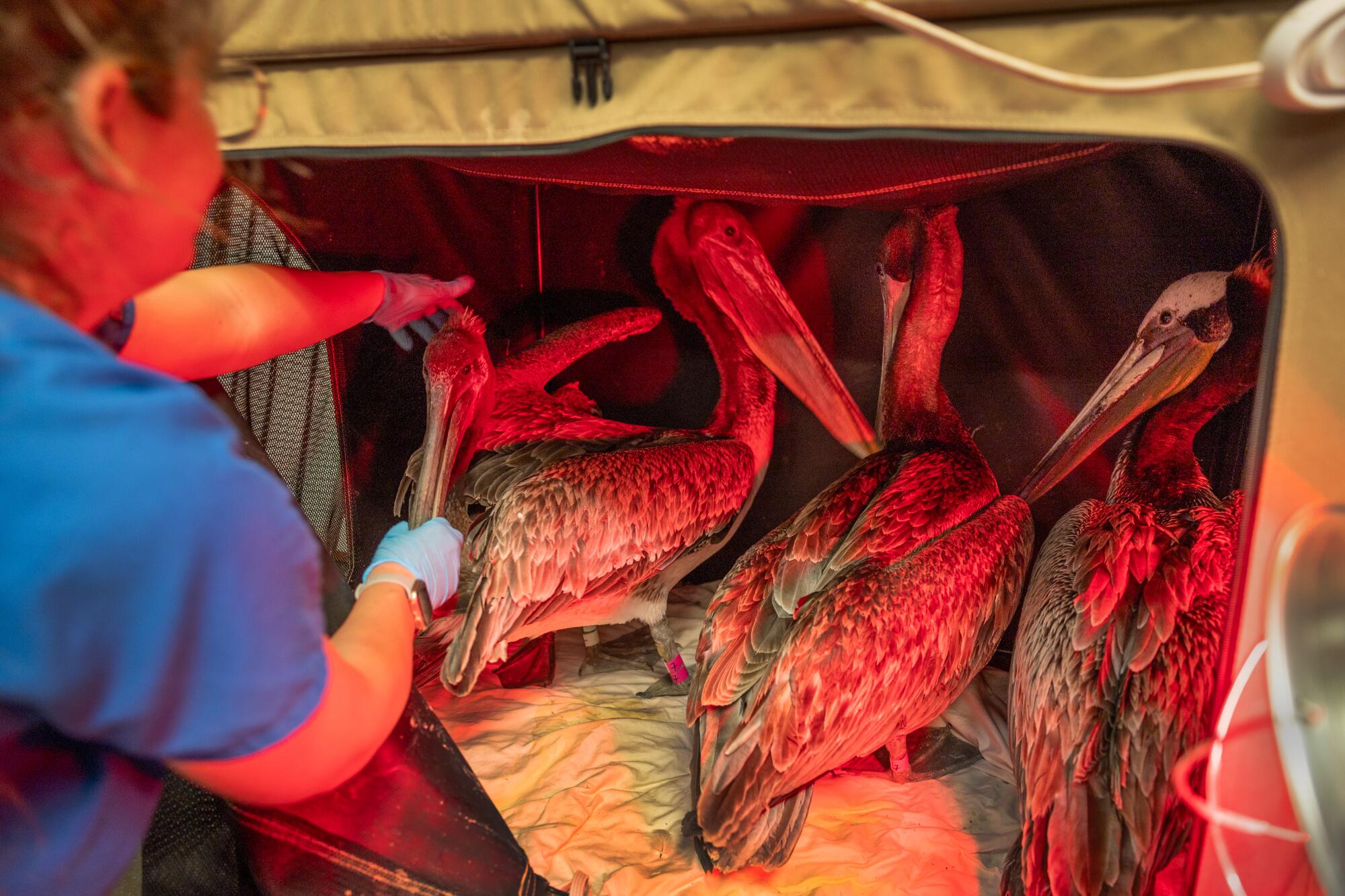 Courtney Lauderdale cares for a tent full of sick Brown pelicans with heat lamps at the Wetlands and Wildlife Care Center.