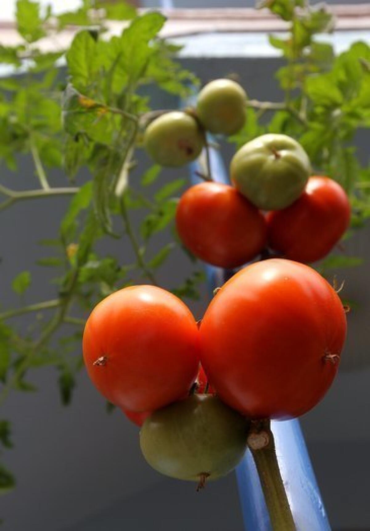 Researchers at UCLA have genetically engineered tomatoes that mimic the actions of good cholesterol when digested by mice.