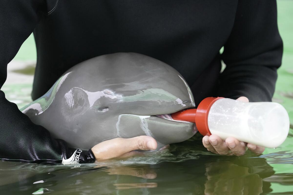 FILE - Volunteer Tosapol Prayoonsuk feeds a baby dolphin nicknamed Paradon with milk at the Marine and Coastal Resources Research and Development Center in Rayong province in eastern Thailand, Friday, Aug. 26, 2022. Officials who were providing emergency care for the animal said Wednesday, Sept. 7, 2022, the dolphin has died despite all their efforts. (AP Photo/Sakchai Lalit, File)