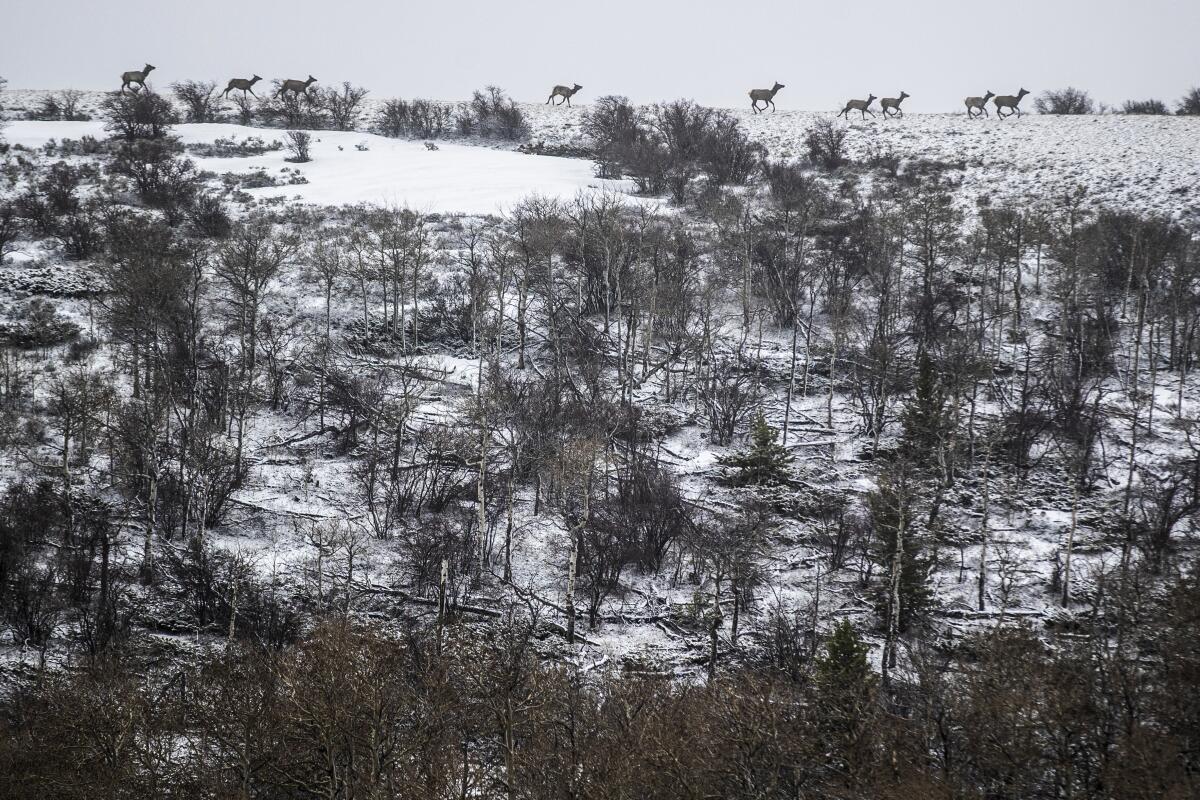 Elk are seen atop a snowy hill with brown trees.