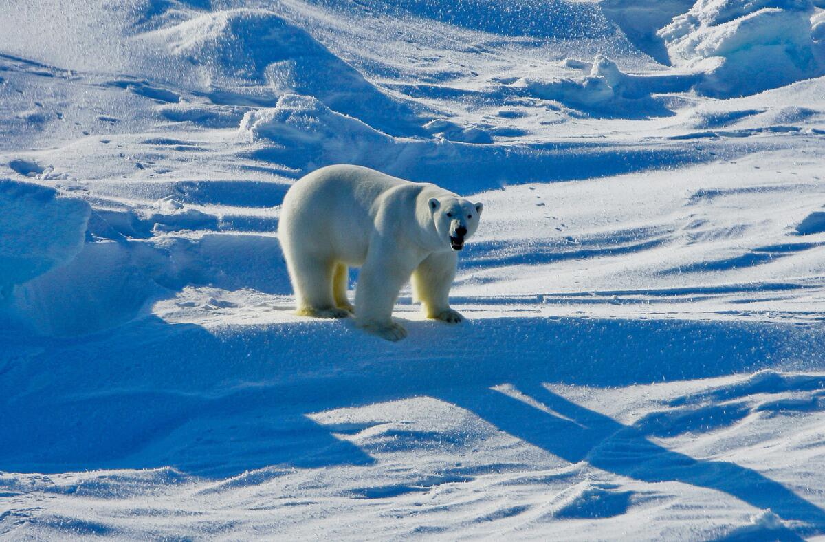 Recently published reports show that Exxon oil company's staff scientists have been aware of climate change and its human causes for decades. Above, a polar bear in the Beaufort Sea region of Alaska in 2009.