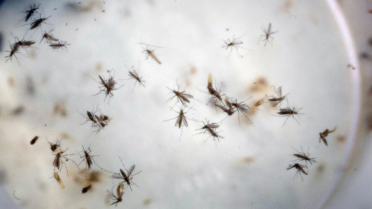 Aedes aegypti mosquitoes in a cage at a laboratory in Cucuta, Colombia.