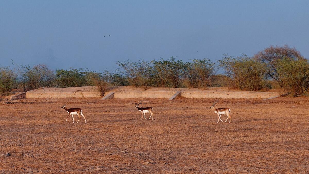 Blackbuck antelope roam in Guda Vishnoiyan village near Jodhpur in India.