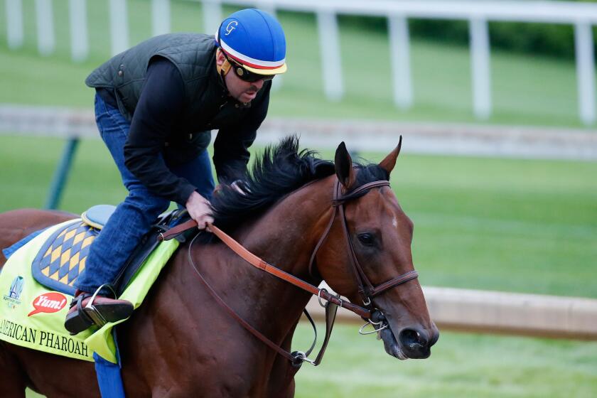 American Pharoah goes over the track Thursday during morning training for the Kentucky Derby at Churchill Downs.