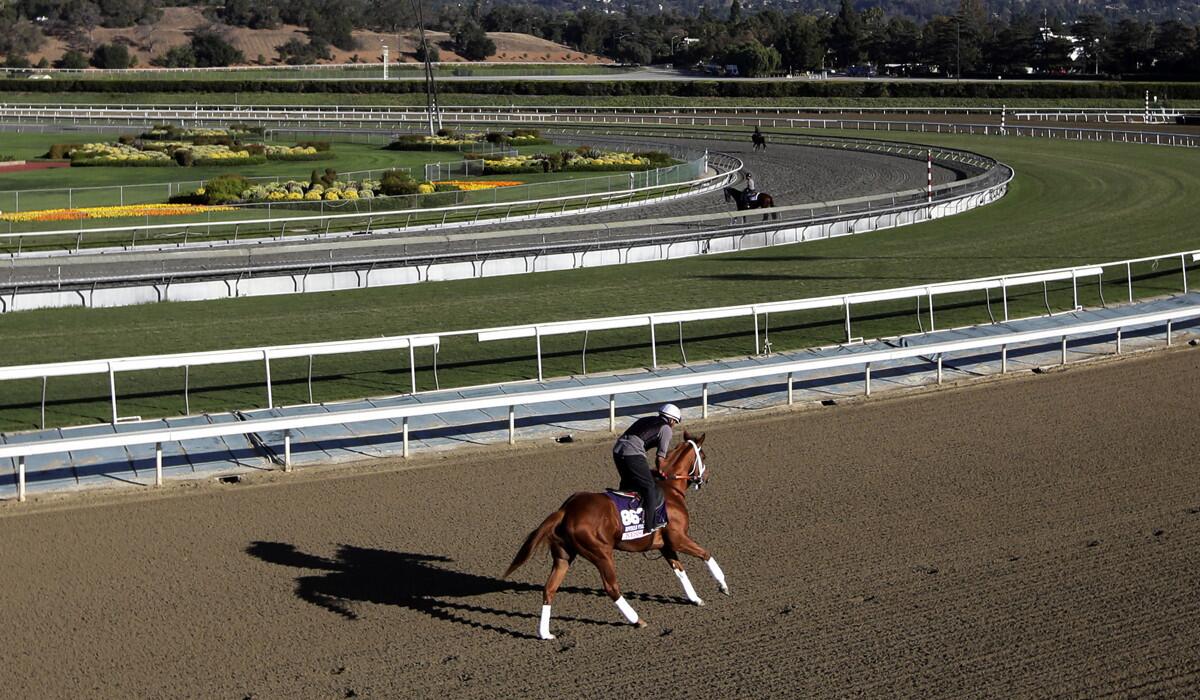 A horse takes part in a training run at Santa Anita Park.