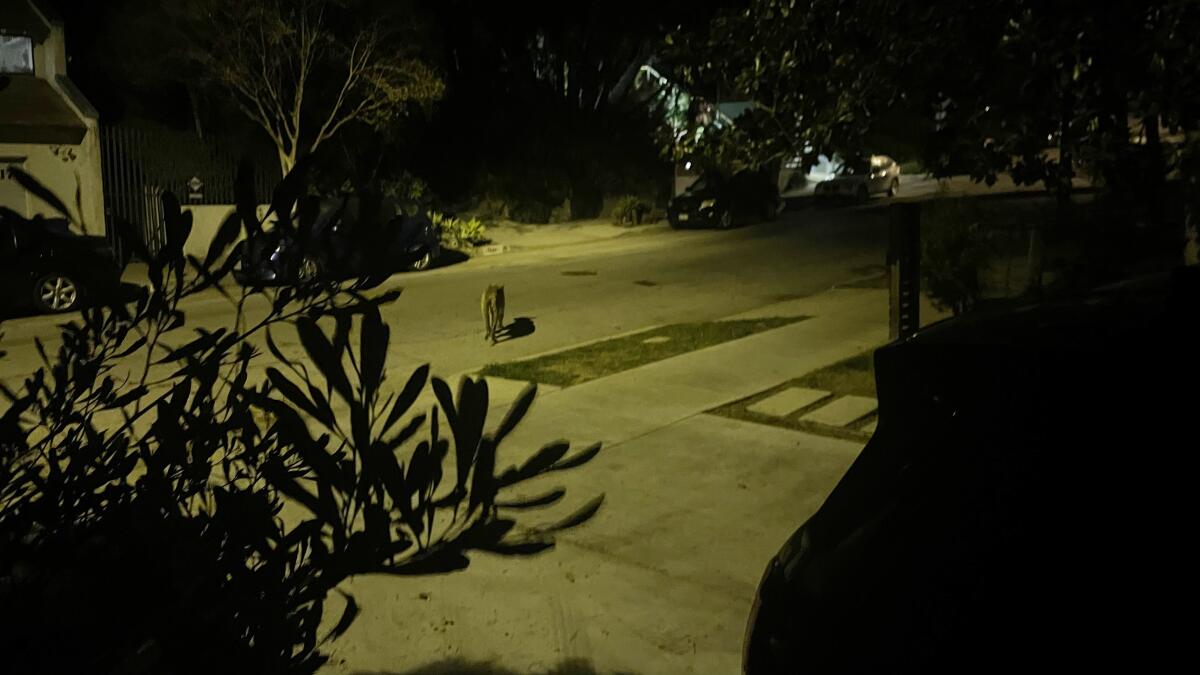 A mountain lion seen in Silver Lake early Saturday. It may have been the big cat known as P-22.
