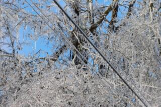 Ice covers trees and power lines in east Nashville, Tennessee, on Jan. 26.