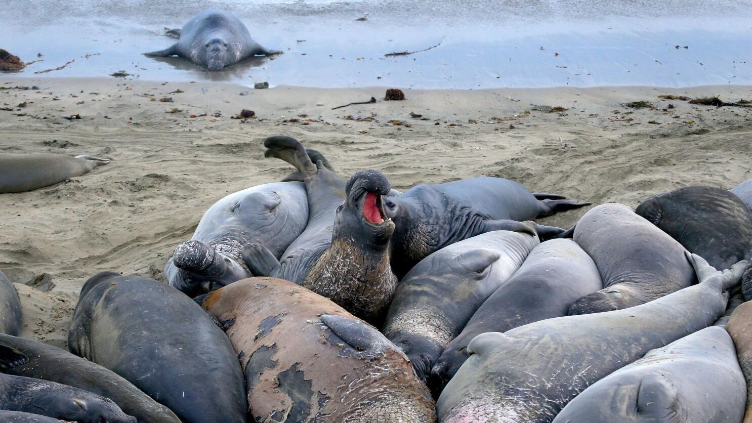 Discover Elephant Seals on California's Central Coast