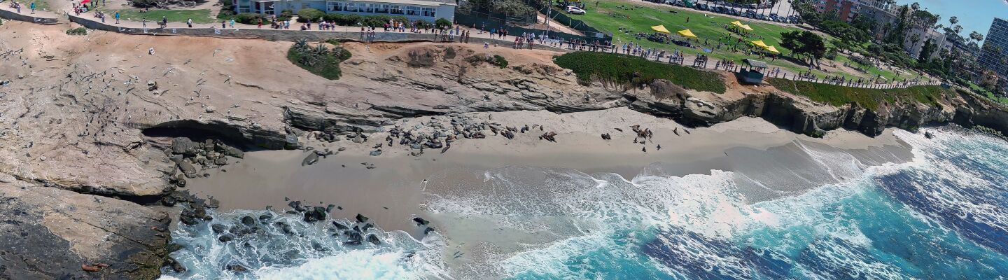 Sea lions haul out at Boomer Beach in a drone shot.